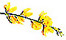 Ginestra Fiorita - San Giovanni in Fiore - LINKS