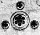 Architettura Mediterranea: Architettura Florense: San Giovanni in Fiore: Rosoni dell'Abside dell'Abbazia Florense  fotografia: Francesco Saverio ALESSIO, copyright � 1981