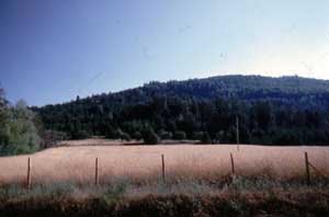 Mediterraneo: Cagno, Sila, Italia: campo di grano maturo  Fotografia: Francesco Saverio ALESSIO, � copyright 1980 