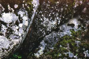 Bonulignu, Sila, Italia: Roots in the rock - Photography by Francesco Saverio ALESSIO, copyright &copy; 1987 